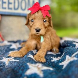 Mint - Red  female Goldendoodle puppy in Hesperia, Michigan from Red Acres Poodles & Doodles