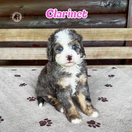 Clarinet - Blue merle female Bernedoodle puppy in Banner Elk, North Carolina from Walnut Tree Bernedoodles