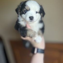 Starlight - male Miniature Australian Shepherd puppy in Weatherford, Texas from F & T Aussies