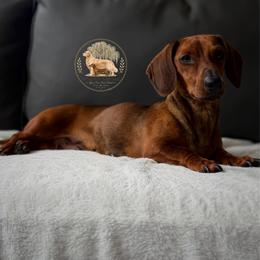 Bailey - Dachshund