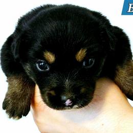 Brady - Black tri male Miniature Australian Shepherd puppy in Punta Gorda, Florida from Christie's Creekside Aussies