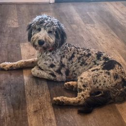 Sully - Australian Labradoodle