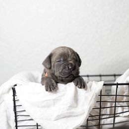 Cane Corso Puppies from KingWood Cane Corso