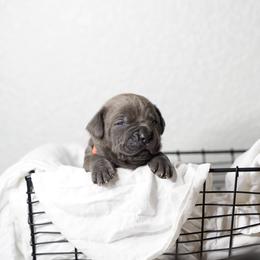 Cane Corso Puppies from KingWood Cane Corso
