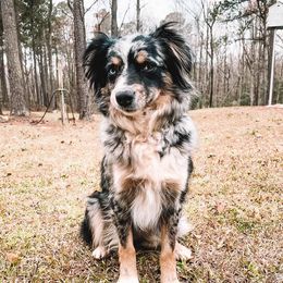 Aussiedoodles and Miniature Australian Shepherds from M&M Aussies and Doodles