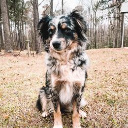 Aussiedoodles and Miniature Australian Shepherds from M&M Aussies and Doodles