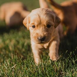 Golden Retriever Puppies from Rocky Mountain Field Goldens