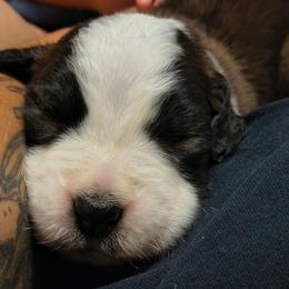Girl 3 - Brown and white female Saint Bernard puppy in Clover, South Carolina from Sweetest Saints