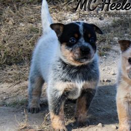Kat - Blue female Australian Cattle Dog puppy in Runnels County, Texas from MC Heelers & Aussies