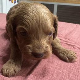 Dean - Red male Cockapoo puppy in Sheridan, Missouri from Shepherdsfold’s Cockapoos