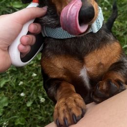 Dachshunds from Lost River Shorty's