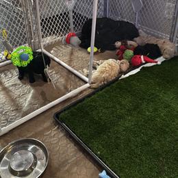 Poodle Puppies from Royal Dixie Poodles