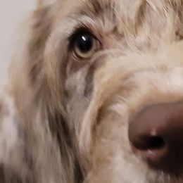 Aussiedoodles, Poodles, and Sheepadoodles from BellCoop Ranch