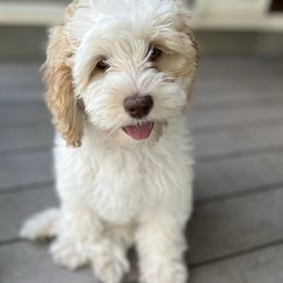 Sage - Caramel ice female Australian Labradoodle puppy in Saratoga Springs, Utah from Saratoga Springs Doodles