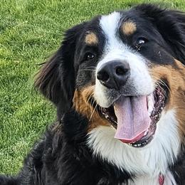 Nova - Bernese Mountain Dog
