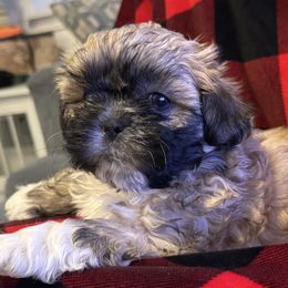 Shih Tzus from CC's Happy Shitz