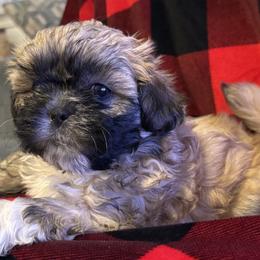 Shih Tzus from CC's Happy Shitz