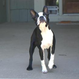 Bernadette - Boston Terrier