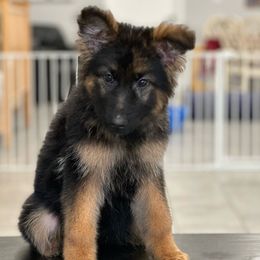 Piper - Black and red German Shepherd puppy in Rockwall, Texas from Debut Shepherds