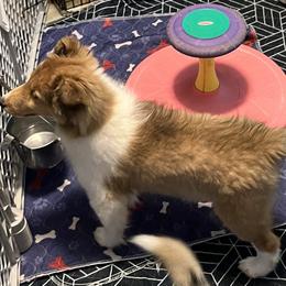 Shetland Sheepdogs from Wistwin
