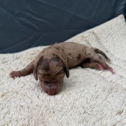 Cosmo - Dapple male Dachshund puppy in Los Angeles, California from Dachshunds of the Desert
