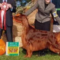 Havanese and Irish Setters from Eileen McDonald