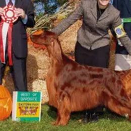 Havanese and Irish Setters from Eileen McDonald