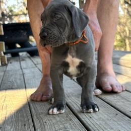 Orange Boy - Blue male Great Dane puppy in Plano, Texas from Blue Thunder Danes
