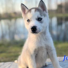 Jasper - Black and white male Siberian Husky puppy in Hebron, Kentucky from Glacier Run Huskies