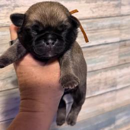 Moe (orange) - Fawn male Pug puppy in Hereford, Arizona from Broken Road Ranch Pugs
