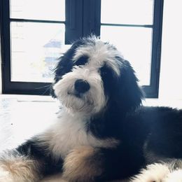 Bernedoodles and Goldendoodles from Forest Haven Doodle Co.
