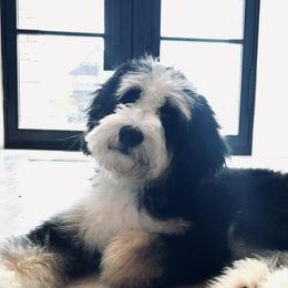 Bernedoodles and Goldendoodles from Forest Haven Doodle Co.