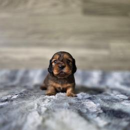 Fanta - Red female Dachshund puppy in Indianapolis, Indiana from Homegrown Hoosier Dachshunds