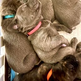 Fuchsia aka Sadie - Gray female Cane Corso puppy in Hillsborough, New Jersey from Central Jersey K9