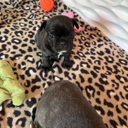 French Bulldog Puppies from KT’s Fabulous Frenchies