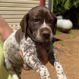 White - Liver roan female German Shorthaired Pointer puppy in Jackson, Georgia from Rosengrace Gsps (formerly Tiner GSP’s)
