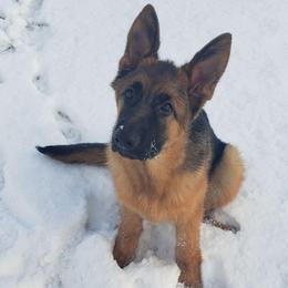 Meeka - Black and red female German Shepherd puppy in Rome, Pennsylvania from Krudup German Shepherds