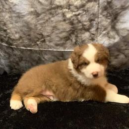 Australian Shepherd Puppies from Zoolo Kennels