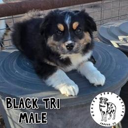 Fritz - Black tri male Miniature Australian Shepherd puppy in Jaroso, Colorado from Heaven Sent Aussies