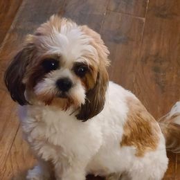 Cavapoos, Maltipoos, and Shihpoos from Cuddable Pups