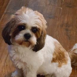Cavapoos, Maltipoos, and Shihpoos from Cuddable Pups