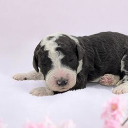Rose - Sheepadoodle puppy from Ohio Valley Sheepadoodles