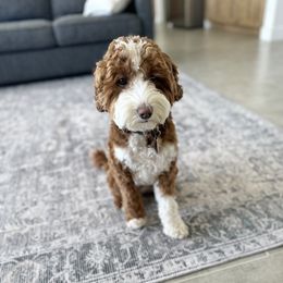 Daisy - Goldendoodle