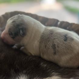 Merle boy 1 - White and blue merle male Border Collie puppy in Jonesboro, Arkansas from Hampton Border Collies