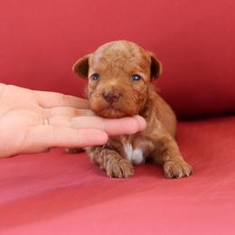Charmer - Red  male Poodle puppy in Goliad, Texas from Sassy Lil Aussies and Diamond W Poodles