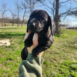 Disco - Black female Dachshund puppy in Cedarcreek, Missouri from Cedarcreek Dachshunds