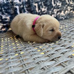Cupcake - Yellow female Labrador Retriever puppy in Marietta, South Carolina from Trust in the Lord Labradors