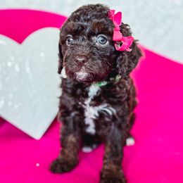 Cavapoo Puppies from Roth Puppy Patch