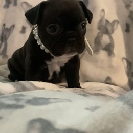French Bulldog Puppies from Lola’s Frenchies
