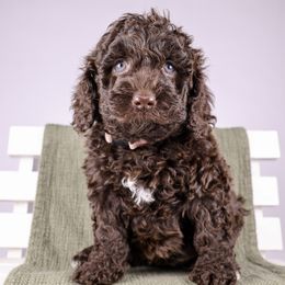Paprika - Chocolate female Australian Labradoodle puppy in Saratoga Springs, Utah from Saratoga Springs Doodles